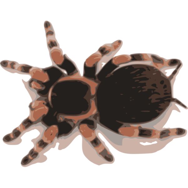 tarantula Thumbnail