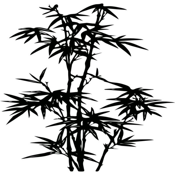 Anonymous bamboo Thumbnail