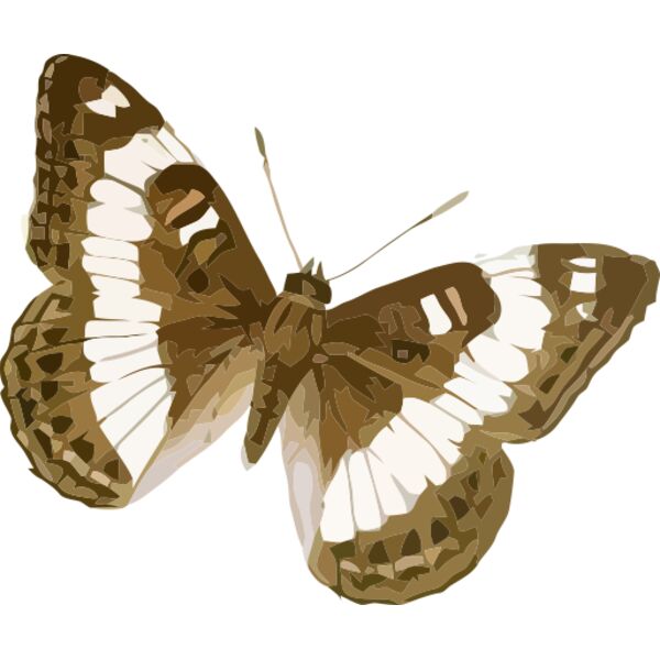 Limenitis trivena Thumbnail