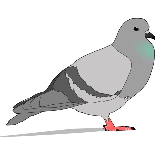 jondkoon pigeon Thumbnail