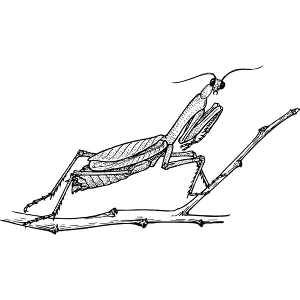 Mantis Thumbnail