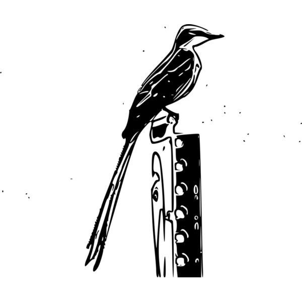 scissor tailed flycatcher pencil sketch Thumbnail