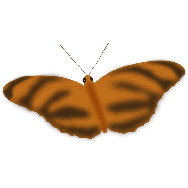 butterfly 1  2  Thumbnail