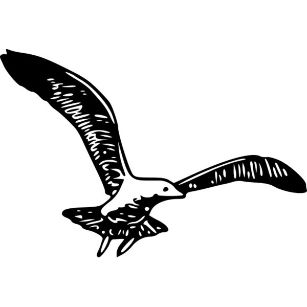ryanlerch herring gull 1b Thumbnail
