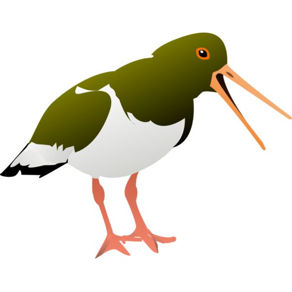 johnny automatic oyster catcher Thumbnail