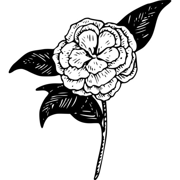 warszawianka Camellia Thumbnail