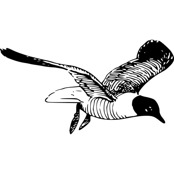 ryanlerch the laughing gull Thumbnail