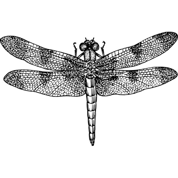 kattekrab Dragonfly Thumbnail