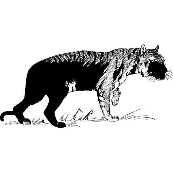 Tiger 2  Thumbnail