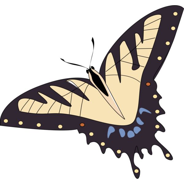 papillon de plus p Thumbnail