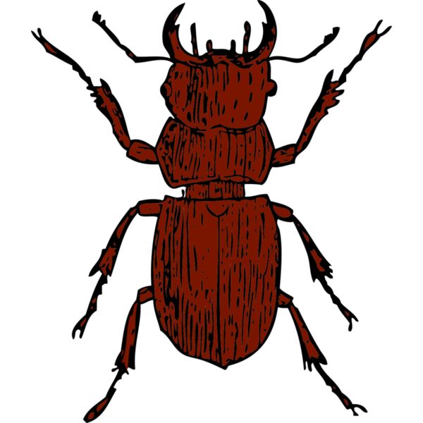 johnny automatic stag beetle Thumbnail
