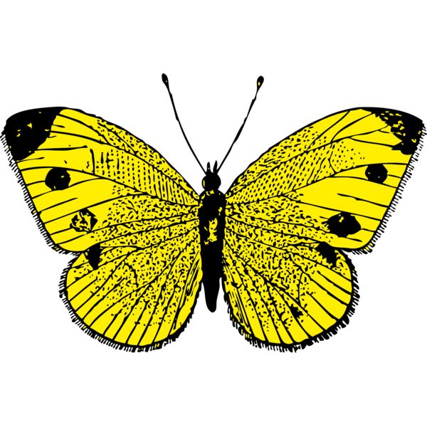 johnny automatic butterfly 3 Thumbnail