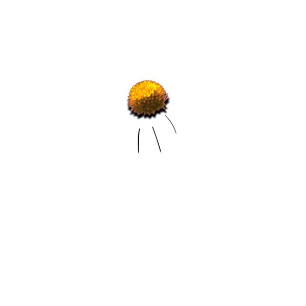 jimmiet Flower2 Thumbnail