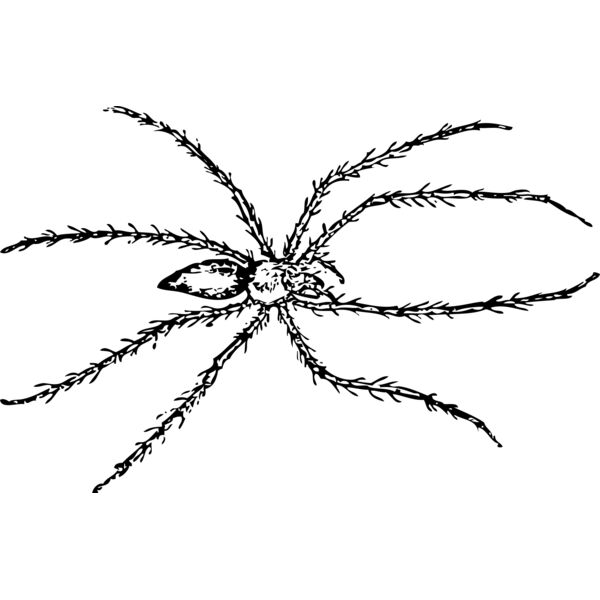 johnny automatic spider 1 Thumbnail