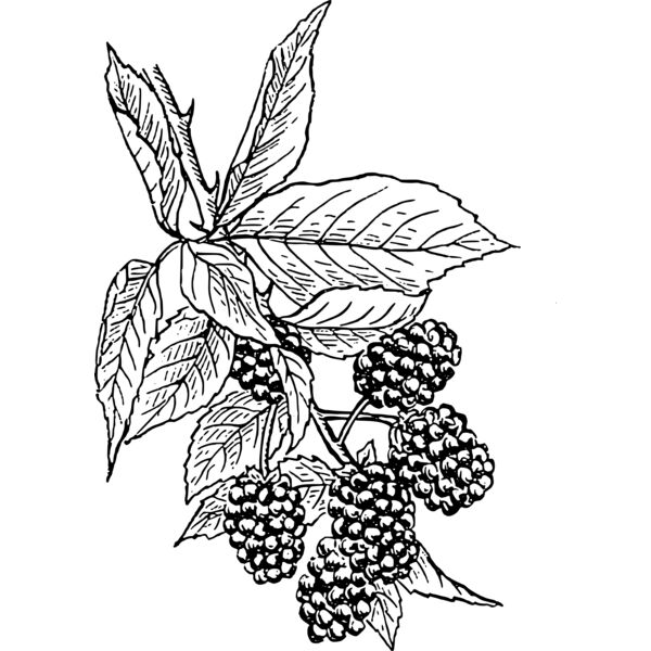 warszawianka Blackberry Thumbnail