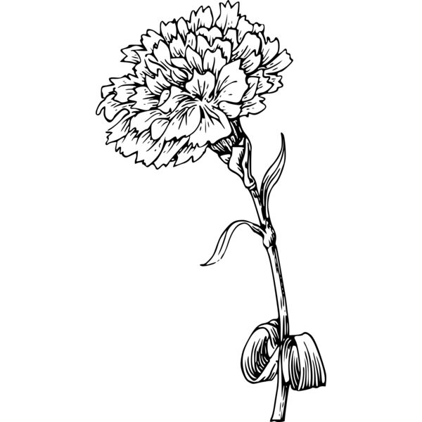 warszawianka Carnation Thumbnail
