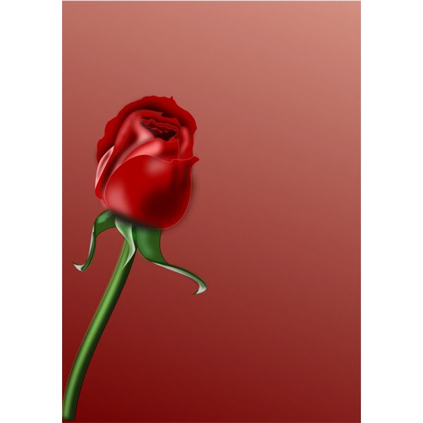 Rose  3  Thumbnail