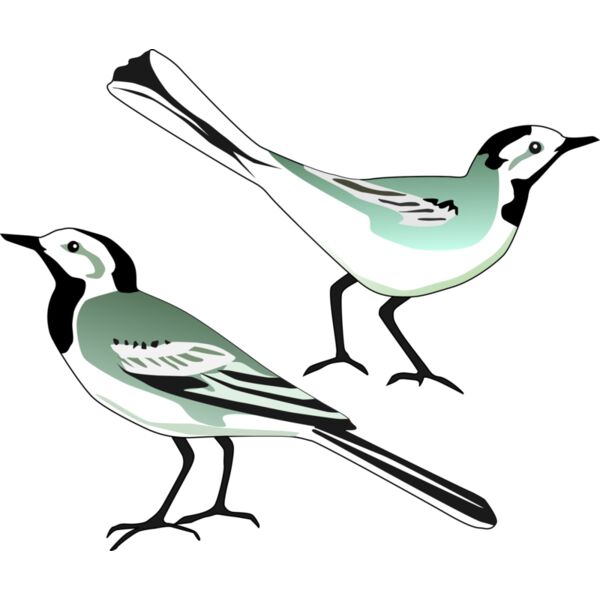 White Wagtail Thumbnail