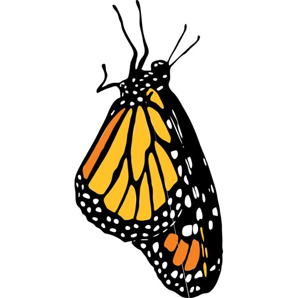 Monarch Thumbnail
