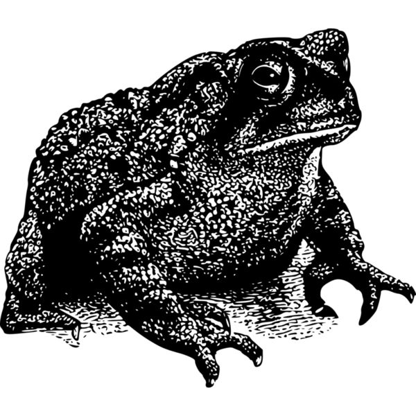 Toad 2  Thumbnail