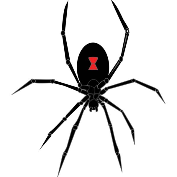 black widow spider Thumbnail