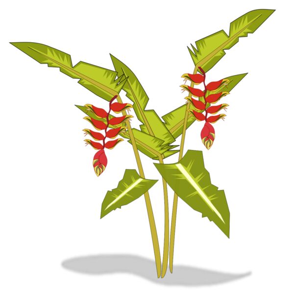 heliconia 01 Thumbnail