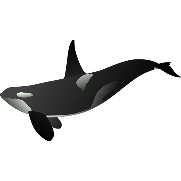 orca matthew gates r Thumbnail