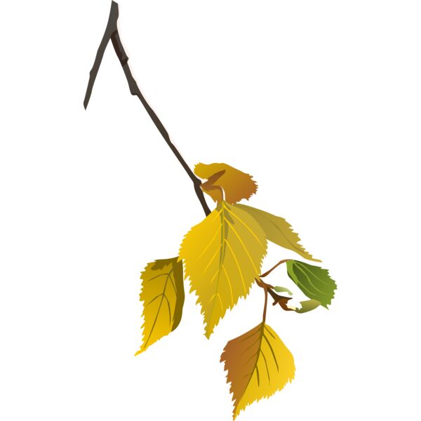 birch leaf autumn  2  Thumbnail