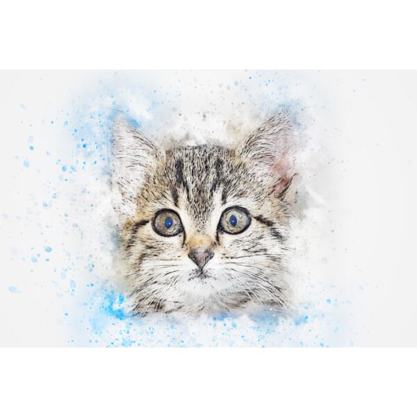cat 2529384 Thumbnail